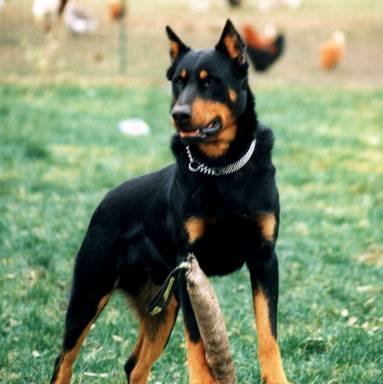 Strauss de la tuile aux loups (2)